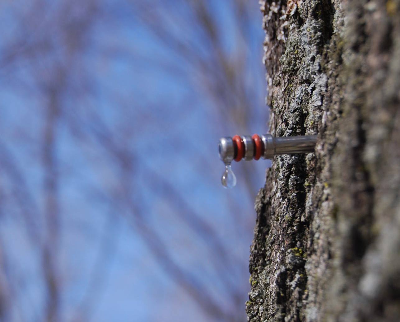 Maple Infinity Spile