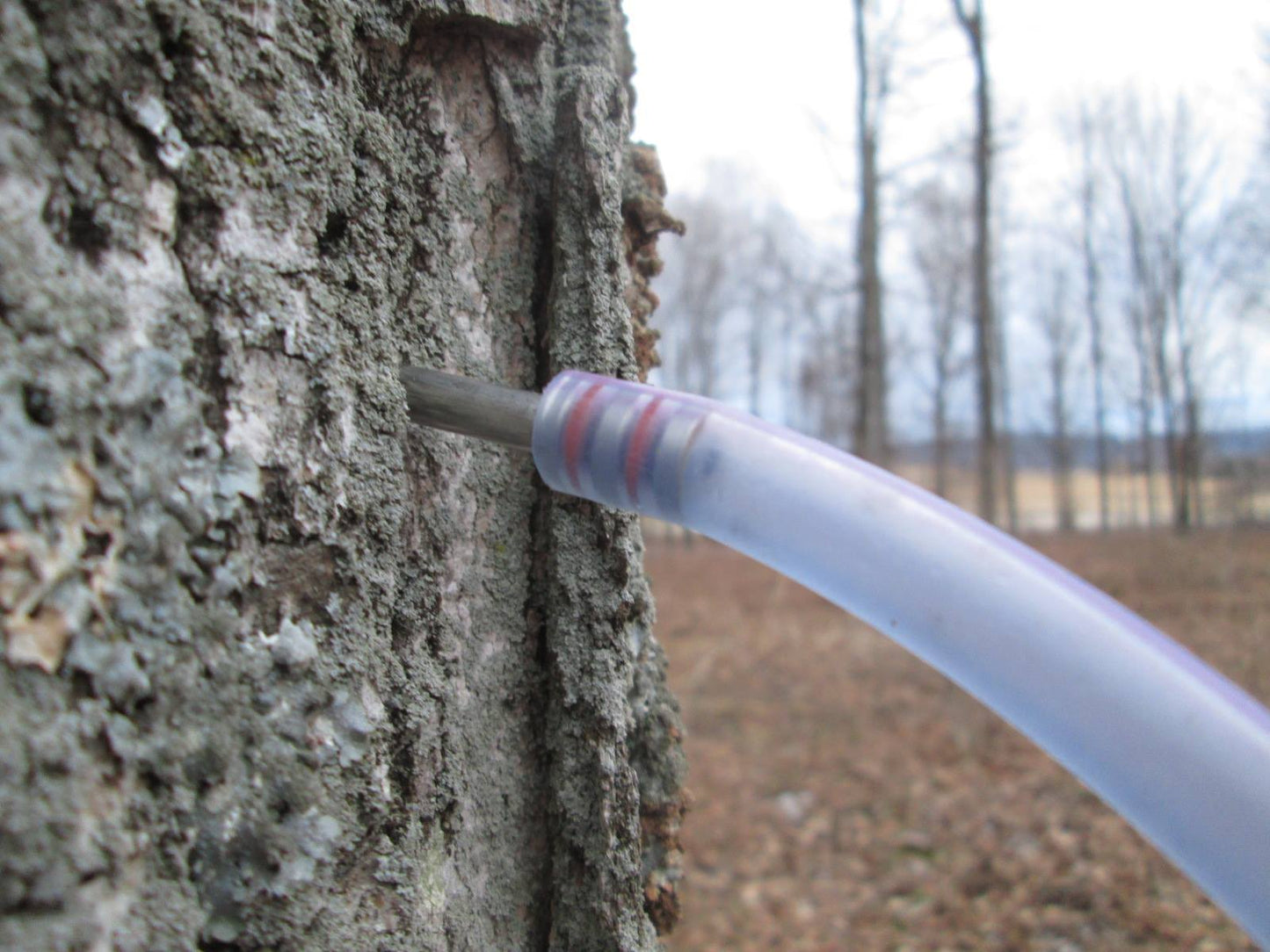 Tree Tapping Starter Packages